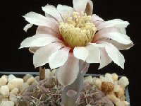 Gymnocalycium bodenbenderianum occultum ©Georges Marchand.jpg